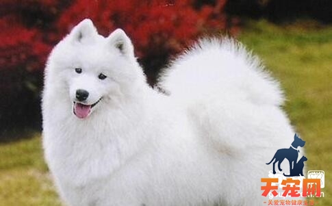 萨摩耶犬秋季饲养注意事项