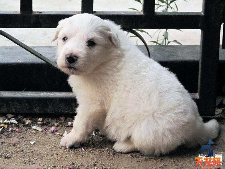 大白熊犬患有犬瘟热怎么办