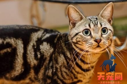 美国短毛猫如何调教 美短训练方法