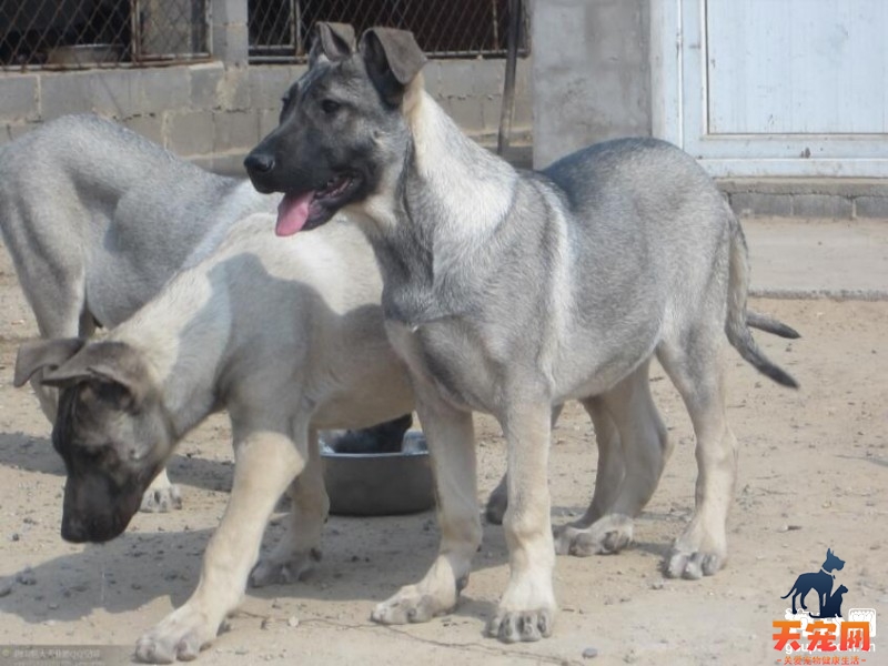 新手如何饲养狼青幼犬？