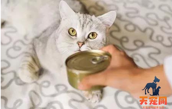 养猫家里要常备什么药 再也担心猫咪的突发情况了