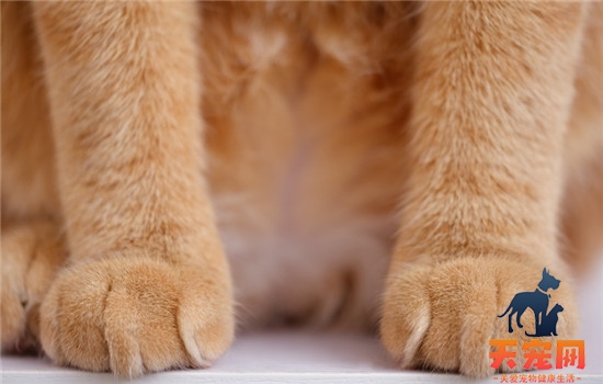 猫爪印和狗爪印是一样的吗 猫的肉垫原来比狗多