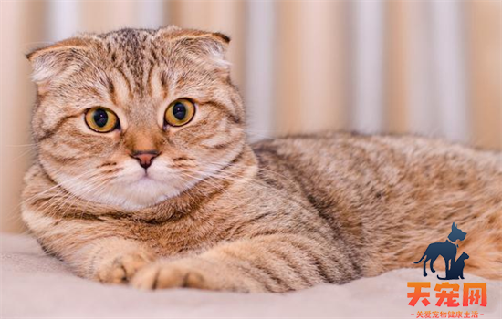 已经养了折耳猫怎么办