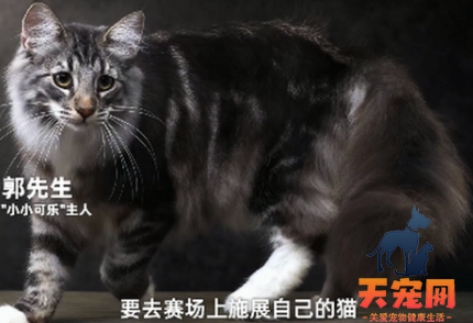 名贵猫王后代被医院误做绝育 这只猫的父亲是全国猫王