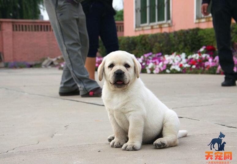 纯种拉布拉多犬有什么特征， 购买时需要注意什么