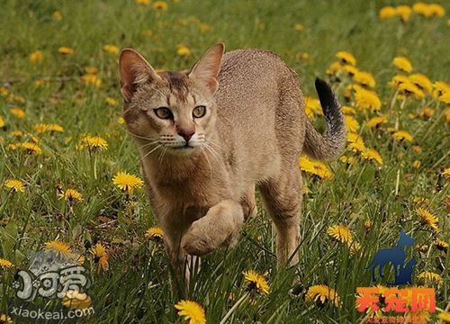 非洲狮子猫尿路感染怎么办 尿路感染治疗方法