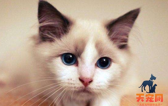 布偶猫尴尬期的症状 布偶猫尴尬期要特殊对待吗？