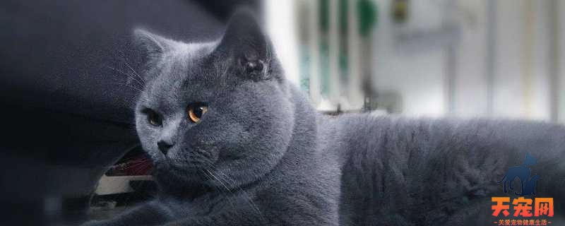 英短蓝猫为什么叫蓝猫 蓝色是主流毛色