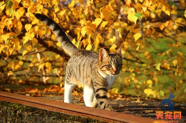 小猫驱虫多久一次