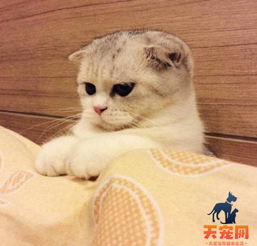 折耳猫怎么治疗猫癣 猫藓治疗注意事项