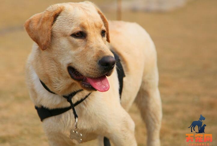 拉布拉多犬能吃鸡蛋吗
