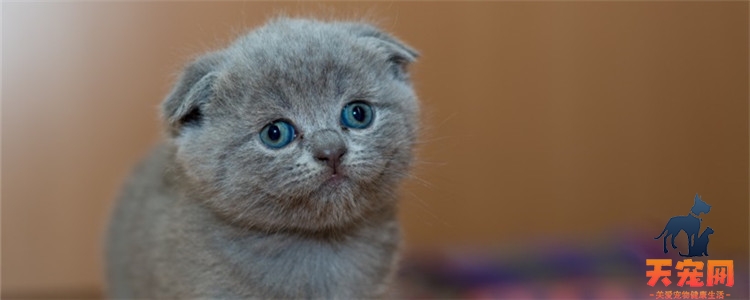 区分猫蓝眼和蓝膜 小猫的眼睛为什么都是蓝色的