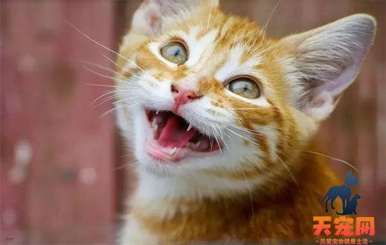 ​小猫咪呼噜呼噜的声是什么意思