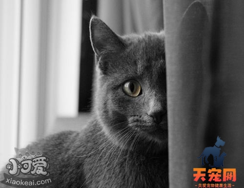 科拉特猫打喷嚏吃什么药 科拉特猫打喷嚏解决办法