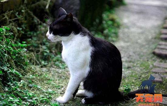 猫癣只吃内服能治好么 猫的猫癣有什么内服的药吗