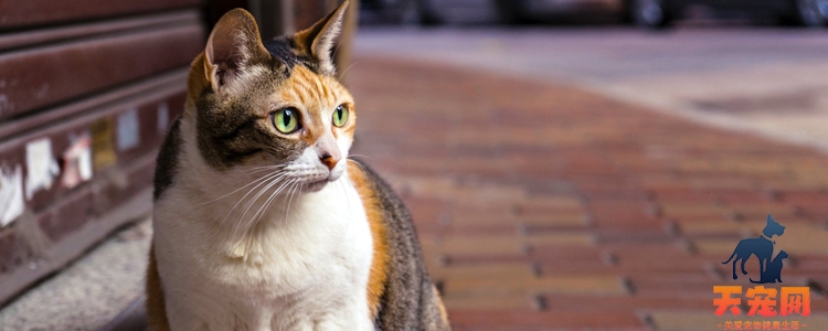 猫脱水症状 如何尽早发现脱水迹象