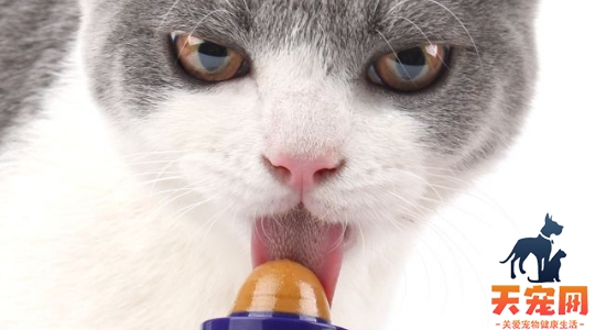 猫吐一长条粑粑 毛球症你需要重视！
