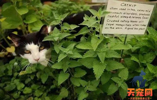 哪些盆栽对猫有害 这些家中常见植物有剧毒！