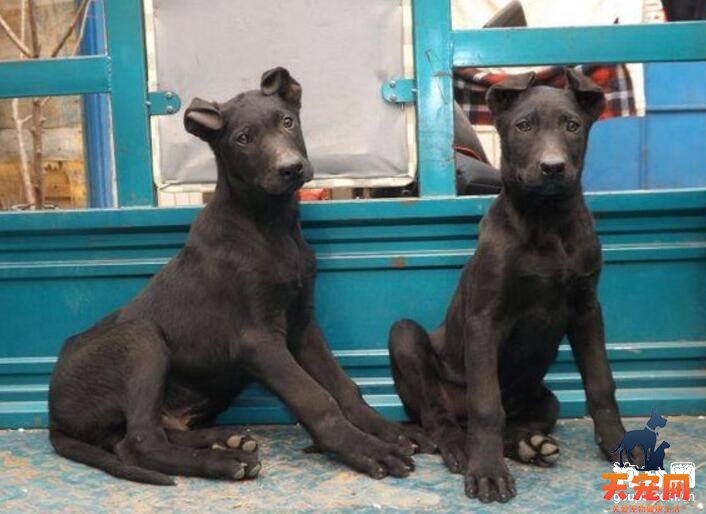 如何挑选纯种黑狼犬？选购黑狼犬幼犬的注意事项