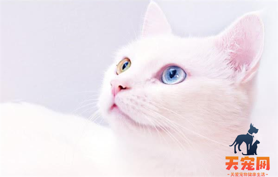 ​猫咪最常见的眼睛颜色
