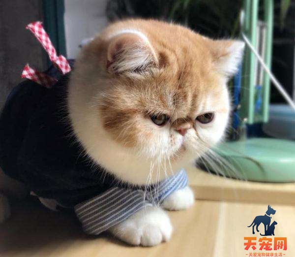 加菲猫为什么叫醒主人 担心主人死了