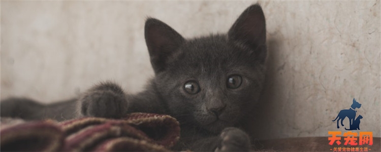 如何养和训练蓝猫 什么时候训练猫咪最好