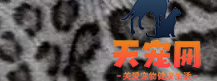豹猫有几种花纹 豹猫花纹图片