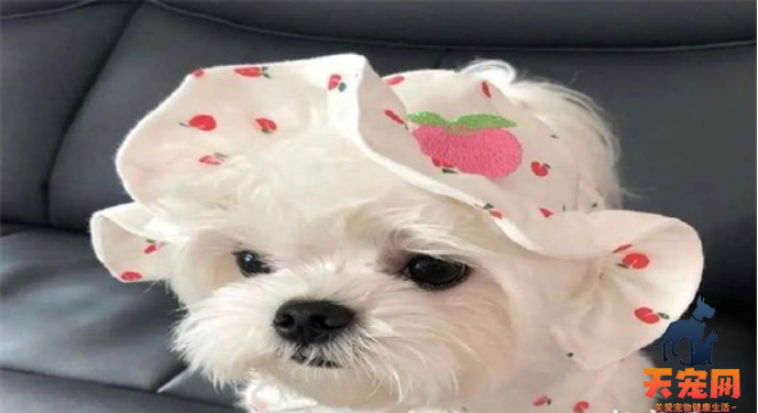 怎样给狗狗修毛？