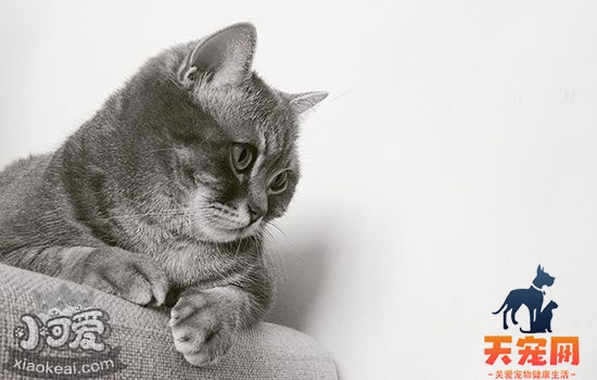 怎么训练猫捡东西 养猫一世用猫一时