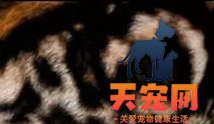 豹猫有几种花纹 豹猫花纹图片