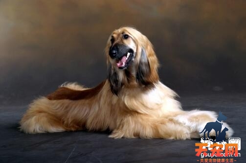 阿富汗犬掉毛怎么办,阻止阿富汗猎犬掉毛的方法