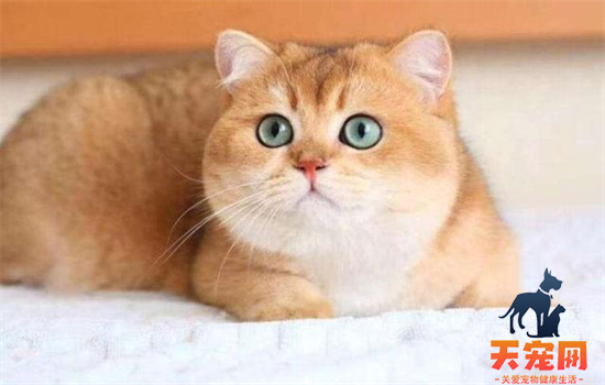 ​为什么流浪猫都是橘猫