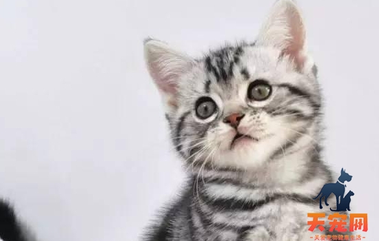 猫为什么晚上能看见 猫咪的眼睛还有哪些奇特功能