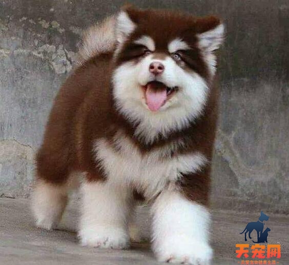 阿拉斯加犬智商排第几，相当于人类的几岁？