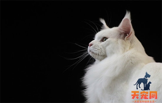 冬天猫掉毛严重怎么办