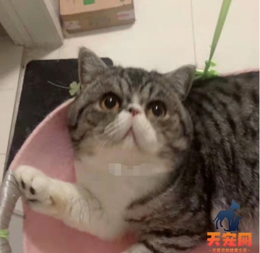 为什么3只核酸呈阳性的猫必须被执行安乐死？