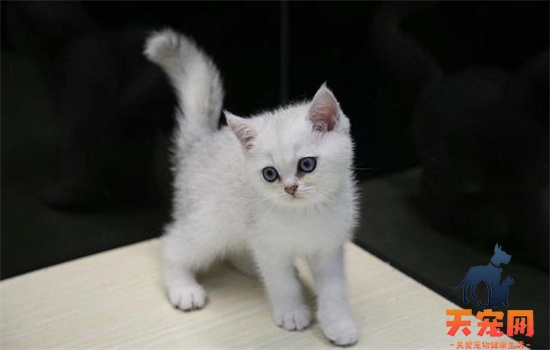 ​白色加灰色的猫