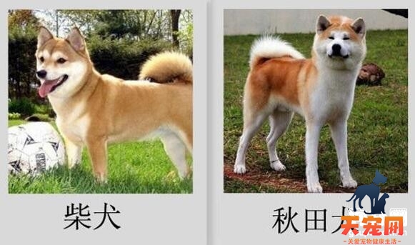 如何区分秋田犬与柴犬，柴犬和秋田犬的区别