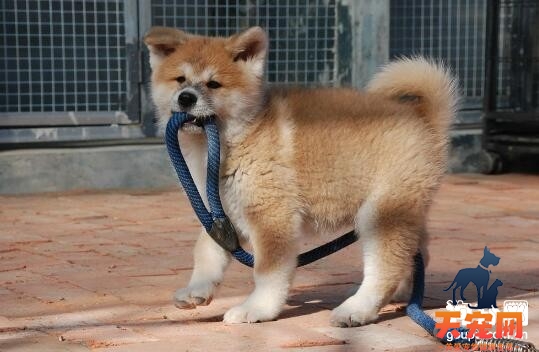 繁殖秋田犬的五大禁忌