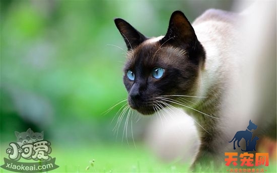 怎么预防暹罗猫流产 暹罗猫流产预防方法