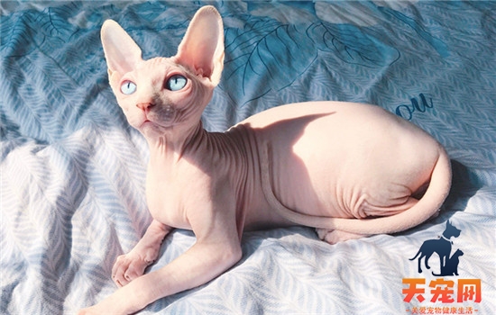 三种常见的无毛猫 无毛猫其实并不是完全没有毛