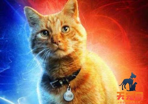 橘猫为什么是噬元兽 喵星人始终没有放弃进攻蓝星
