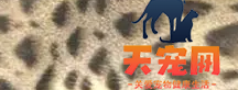 豹猫有几种花纹 豹猫花纹图片