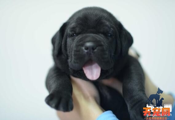 卡斯罗幼犬吃什么狗粮好