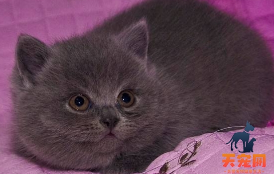 猫做完绝育手术麻醉多久醒 术后该如何护理