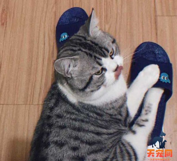 猫为什么喜欢把脚放在拖鞋里 猫为什么喜欢穿拖鞋