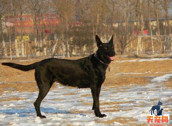 一只纯种中华黑狼犬多少钱?