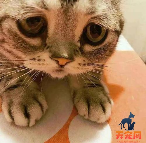 小猫为什么会突然间就死了 幼猫为什么会突然死亡怎么办