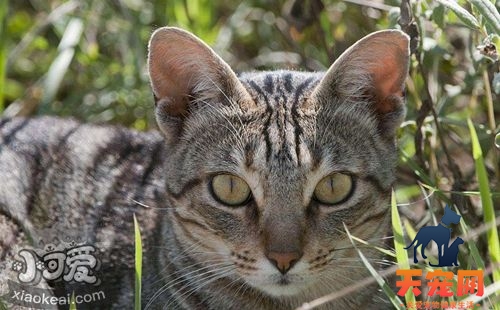 肯尼亚猫便秘如何治疗 肯尼亚猫便秘治疗方法