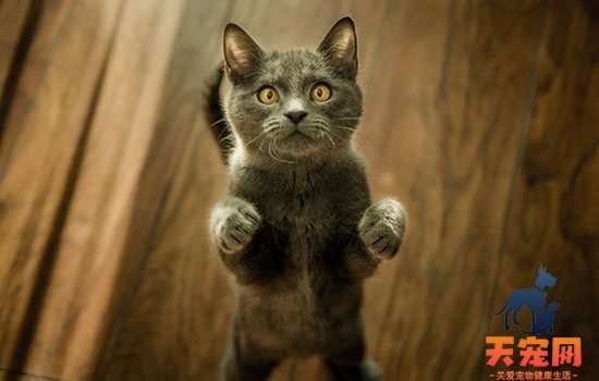猫精神性脱毛 猫咪的一种行为疾病